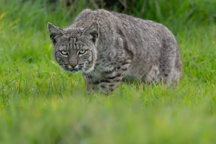 Wang, Victor: Lynx roux