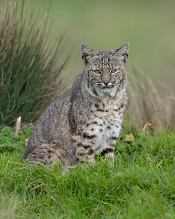 Wang, Victor: Lynx roux