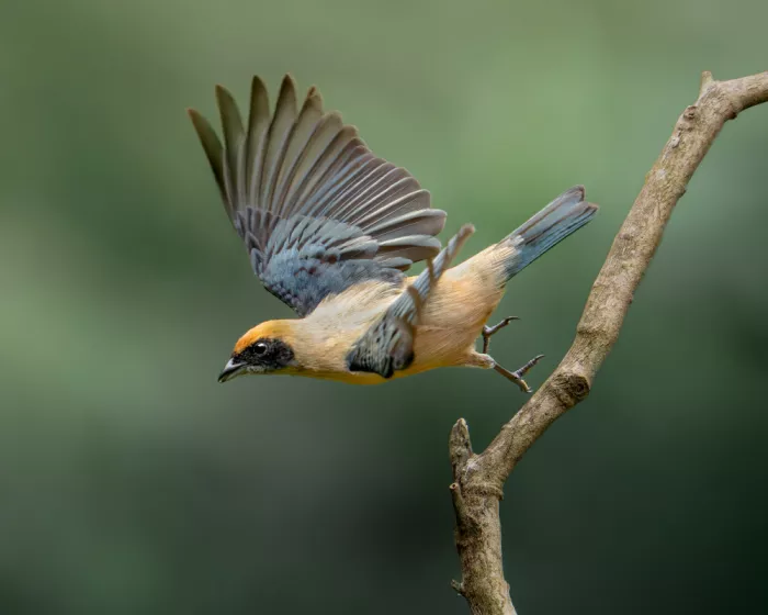 PEREZ, Lisandro: Burnished-buff Tanager