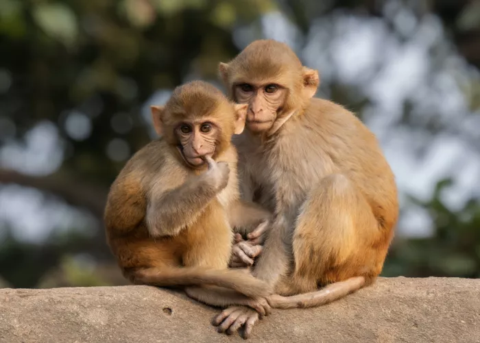 Dhesi, Rajat: 