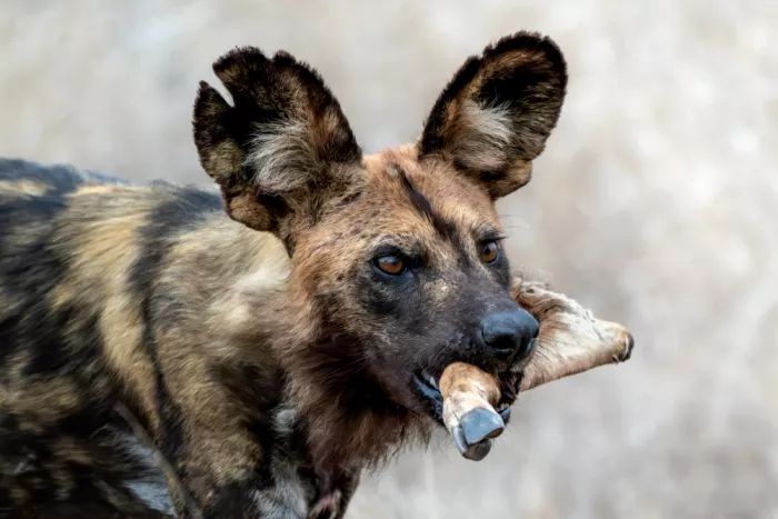 Helsen, Eddy: Wild dog