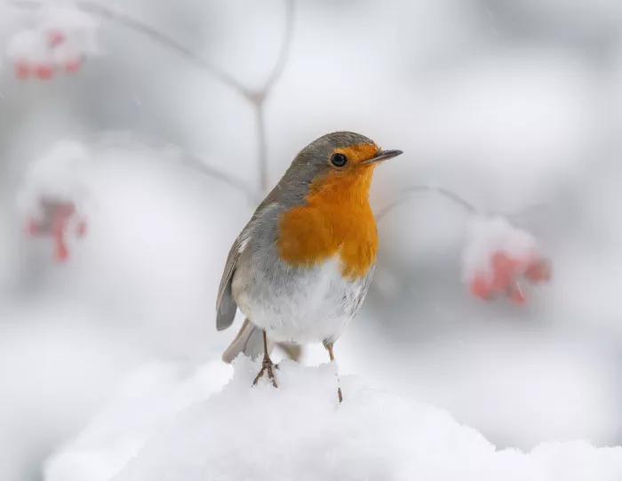 Keizer, Annie: Robin in winter.