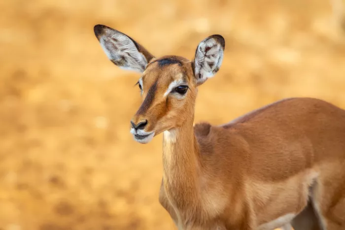 Sink, C. Jeffrey: Golden light of the impala