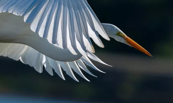 Huang, Johnson: Snow egret