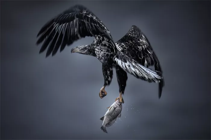 Zhao, Qing: The Perfect Catch