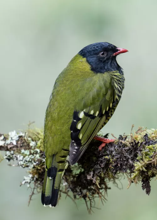 Qin, Xuemei: Barred Fruiteater