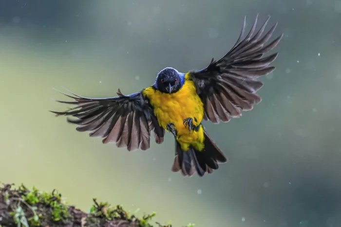 Qin, Xuemei: Storm in His Wings
