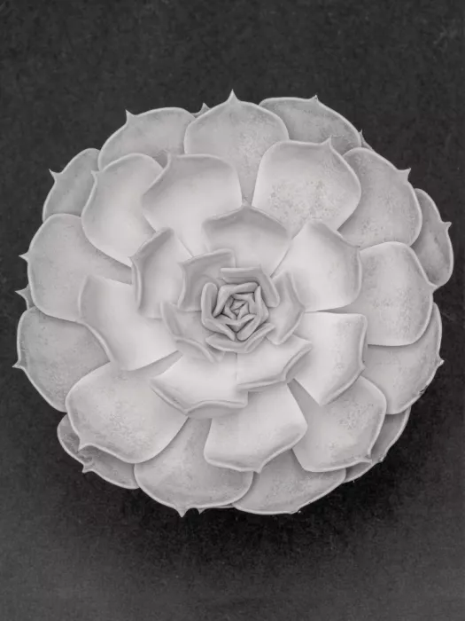 Studio, Pictufy: Succulent Graptoveria B&W 002