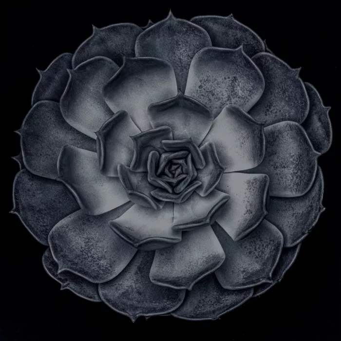 Studio, Pictufy: Succulent Graptoveria B&W 001 Square Contrast 002
