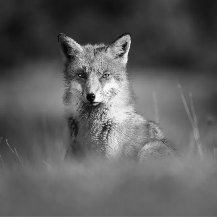 Simone, De Ciro: Vulpes