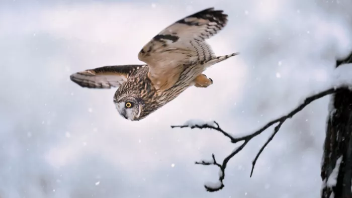 Luo, Dan: Winter Strike