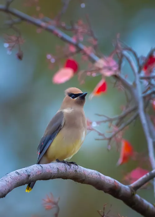 Huang, Johnson: Cedar waxwings