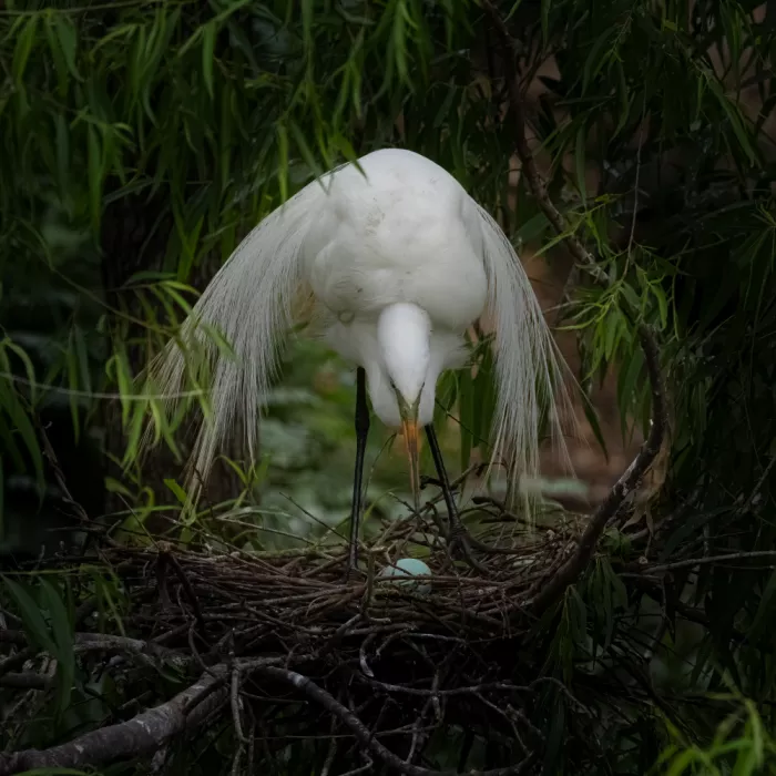 Huang, Johnson: Snow egret