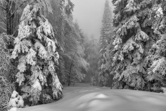 Klabus, Aleš: Nel profondo della foresta