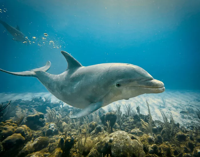 Johnson, Scott Ronald: Dolphin
