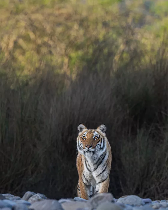 Bhatia, Yogesh: Beauty