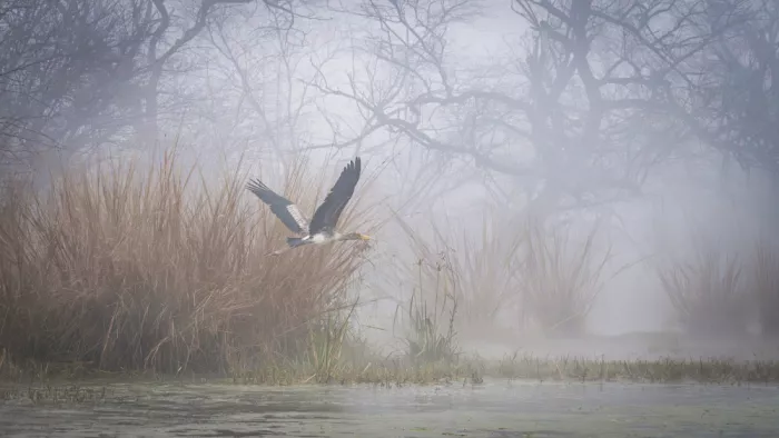 Chawla, Shobhit: Sinfonia al lago Bharatpur
