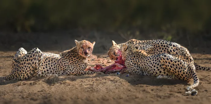 Zhang, Anna: Un festin après la chasse