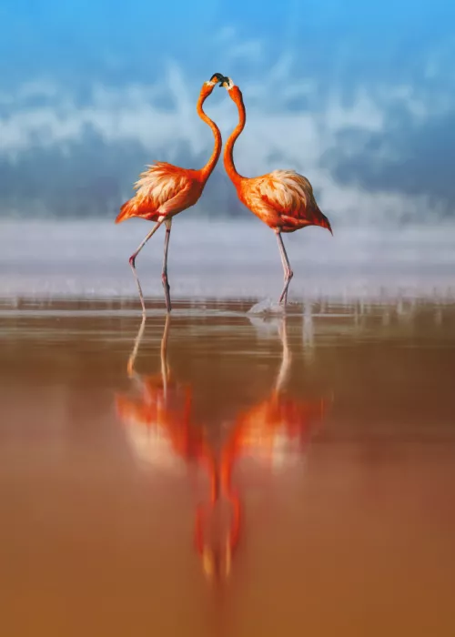 Gu, Zeren: Pink Stillness