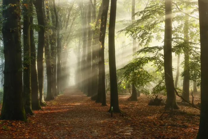 Lee, van Hilda: Rayons de soleil