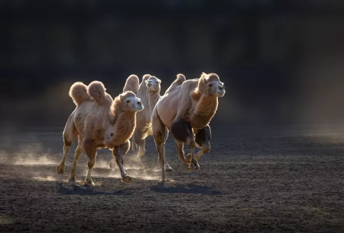 Zhang, Dennis: Dance of the Bactrians