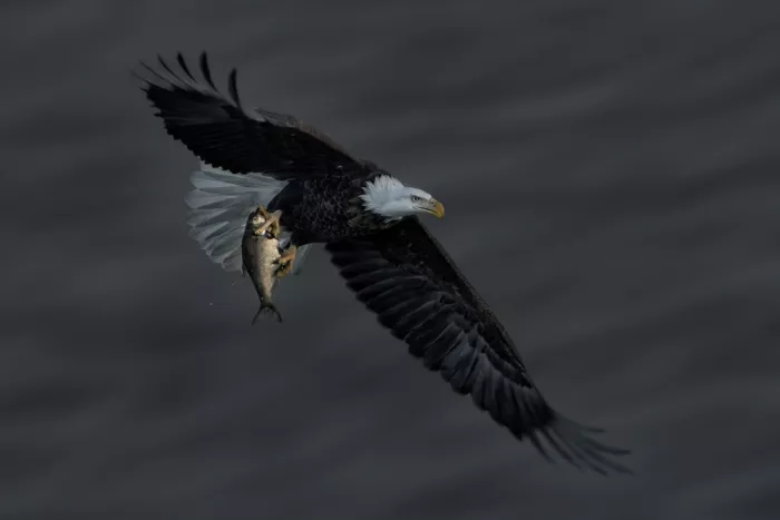 Zhao, Qing: Perfect Catch