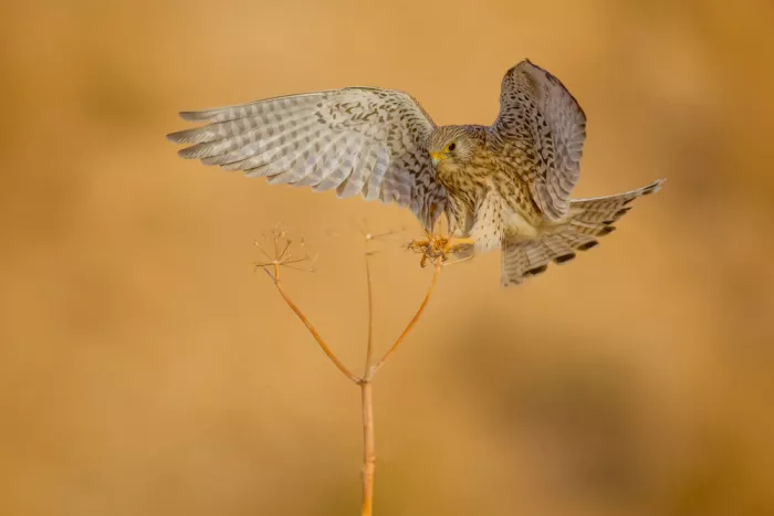 Manusevich, David: Common kestrel