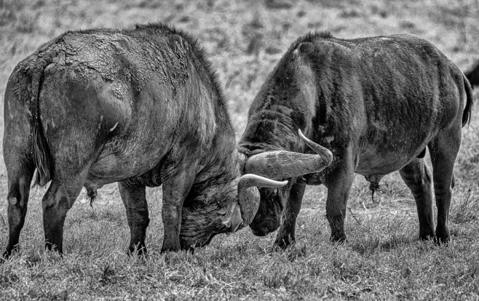 Domont, Jois: Clash of the Titans