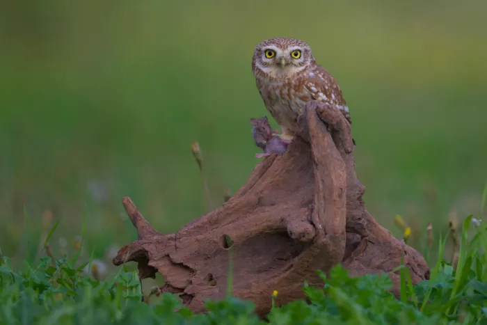 Manusevich, David: Little owl