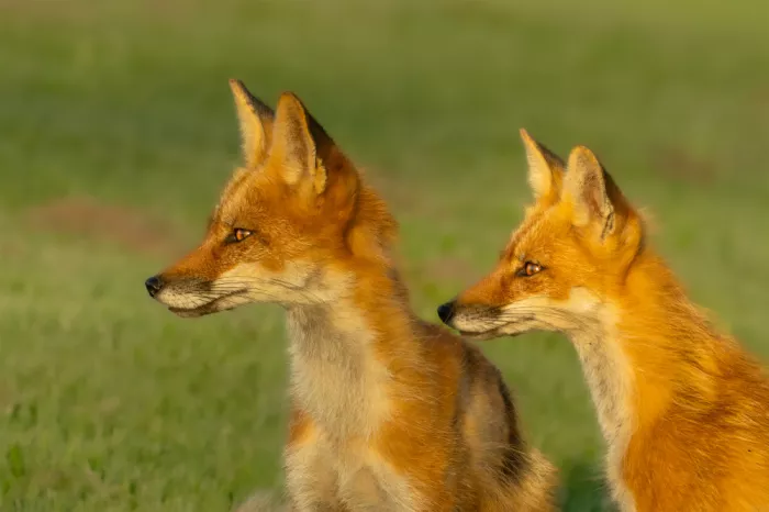 Wang, Victor: Deux petits renards