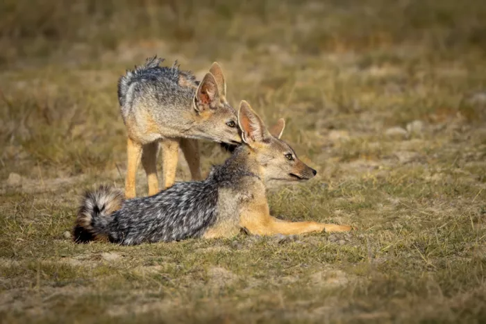 Strom, Mark: Pair of Jackals