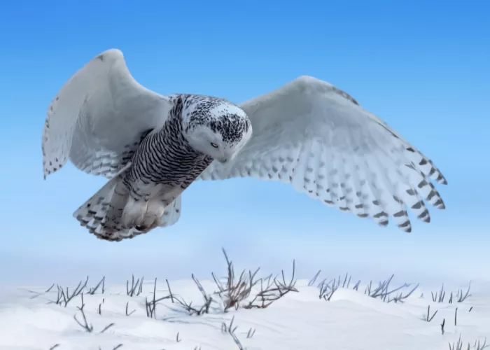 Gu, Zeren: Snow Hunter