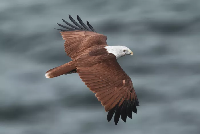 Mun, Lip Chong: Brahminy Kite