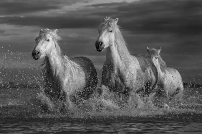 Simone, De Ciro: Camargue horse