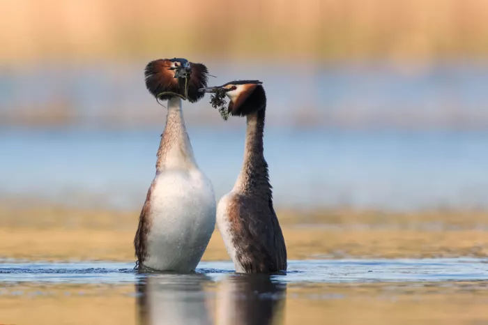 Simone, De Ciro: Podiceps cristatus
