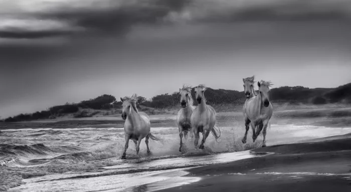 Joanaduenas: France Camargue horses in action BN A730589