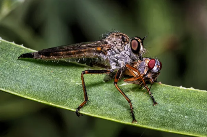 Durand, Lourens: Robber Fly With Lunch
