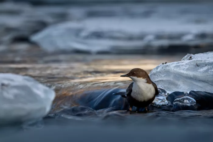 Renmyr, Magnus: White-throated dipper on ice