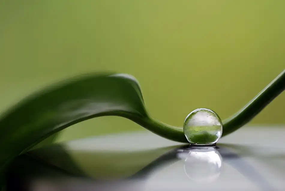 Westum, Heidi: Harmonie verte