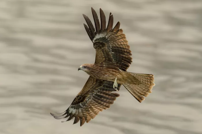 Mun, Lip Chong: Black Kite