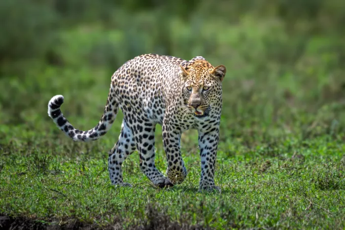Sink, C. Jeffrey: The stealth champion of the savanna