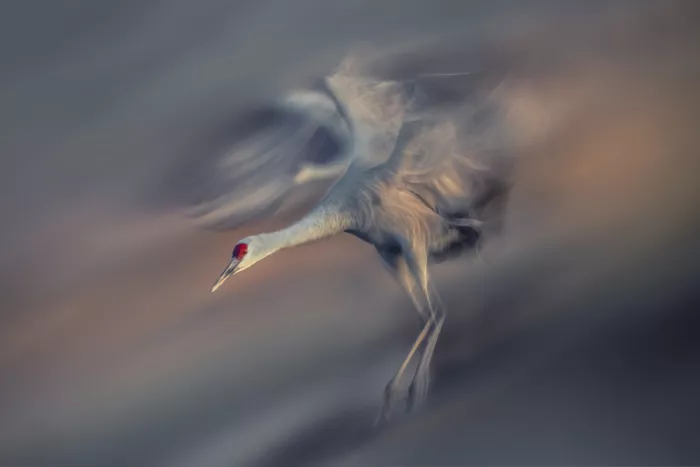 Zhao, Qing: Speedy Landing