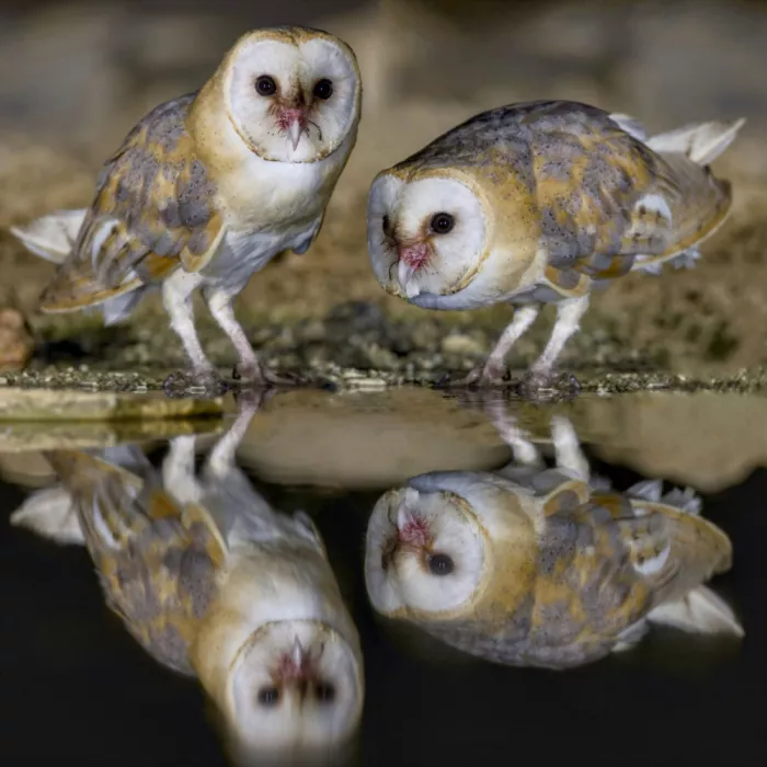 Manusevich, David: Night Guests
