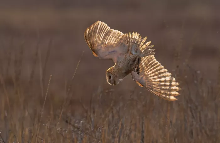 Huang, Johnson: Barn owl