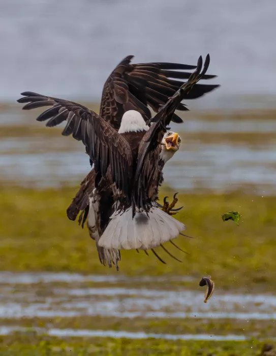 Huang, Johnson: Bale eagle