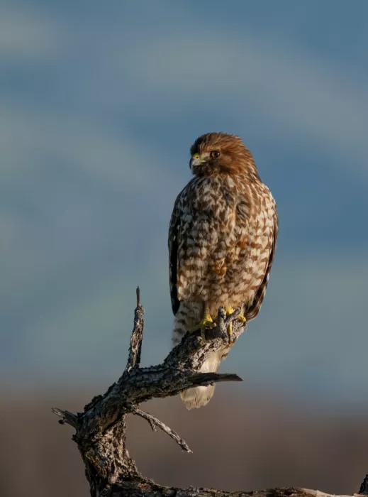 Huang, Johnson: Red shouldered hawk