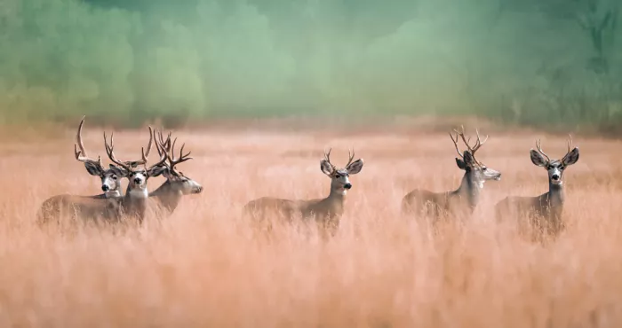 Wang, Catherine: Deer by the Golden Field