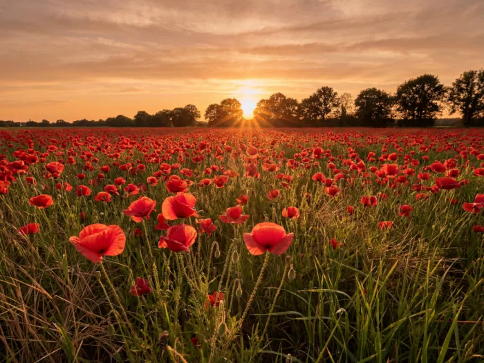 Magnusson, Andreas: The Poppy Field At Sunset