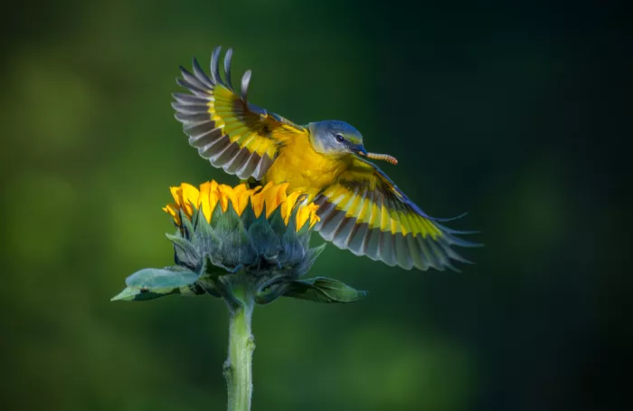 He, Mike: Nature’s Perfect Landing