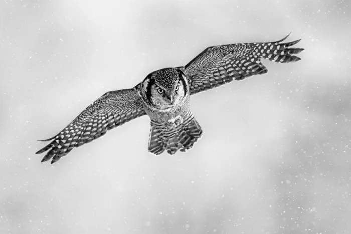 Zuo, Jun: Auf der Jagd